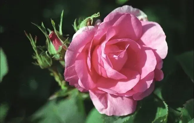 Etherische olie Rosa Damascena