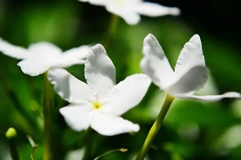 Synergie sweet jasmine
