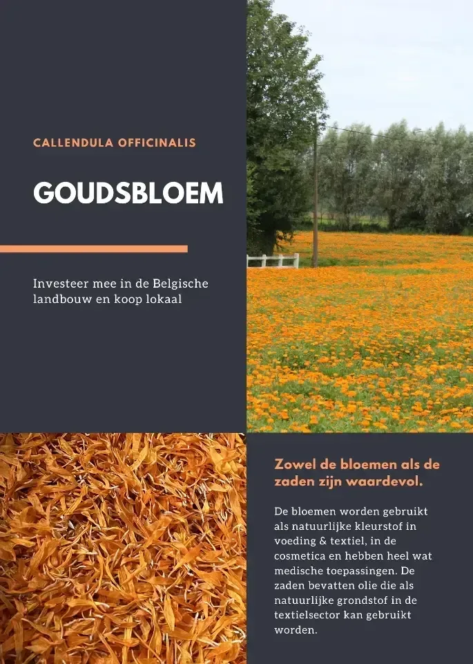 Goudsbloemblaadjes 1 kg + pot