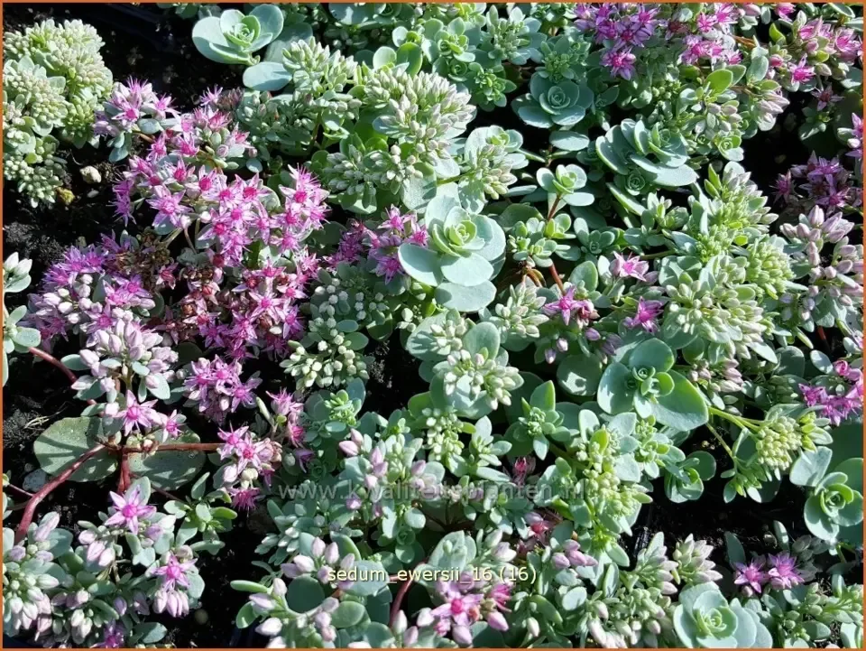 10x Sedum ewersii 'Nana'