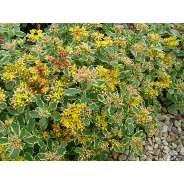 10x Sedum kamtschaticum variegata