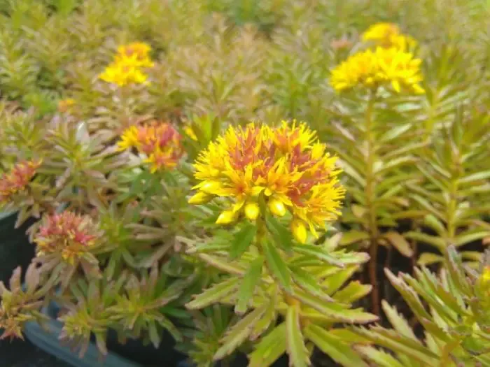 7x Sedum middendorfianum striatum Uniek vetplantje