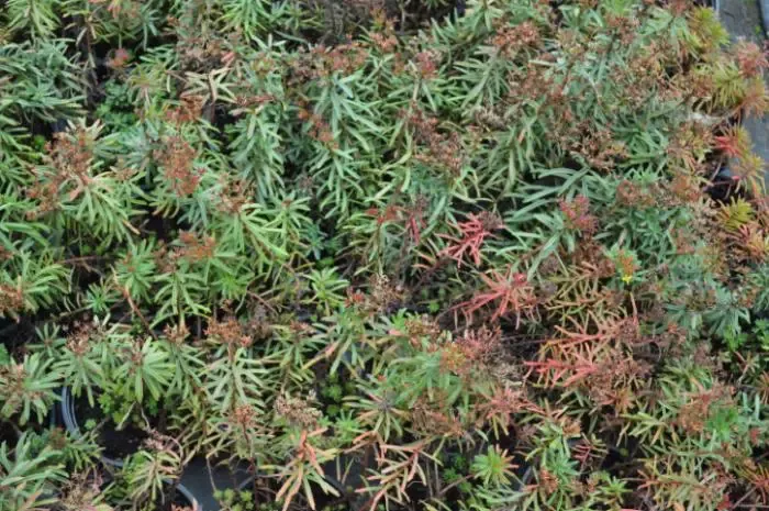 7x Sedum middendorfianum striatum Uniek vetplantje