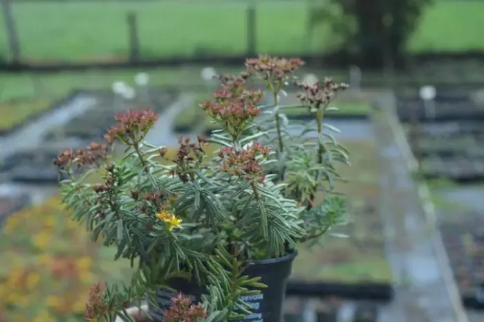 7x Sedum middendorfianum striatum Uniek vetplantje