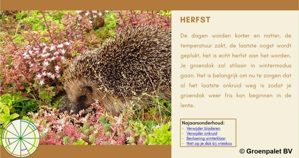 Onderhoudspakket: onderhoud voor je groendak doe-het-zelf, mooie groei bloemen groendak, mos bestrijden, onkruid verwijderen, sedummeststof, sedum mes
