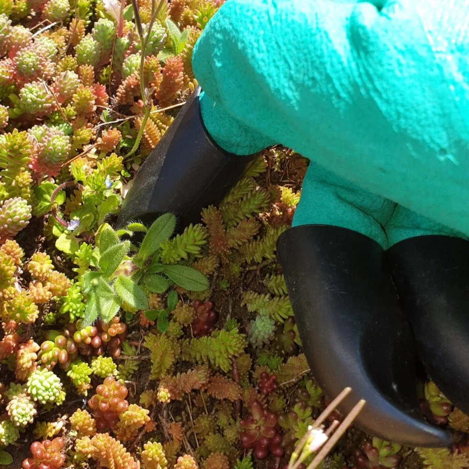 Onderhoudspakket: onderhoud voor je groendak doe-het-zelf, mooie groei bloemen groendak, mos bestrijden, onkruid verwijderen, sedummeststof, sedum mes