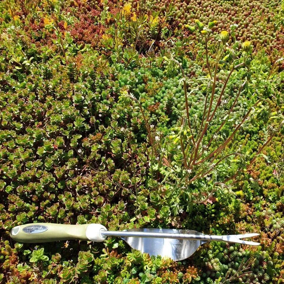 Onderhoudspakket: onderhoud voor je groendak doe-het-zelf, mooie groei bloemen groendak, mos bestrijden, onkruid verwijderen, sedummeststof, sedum mes