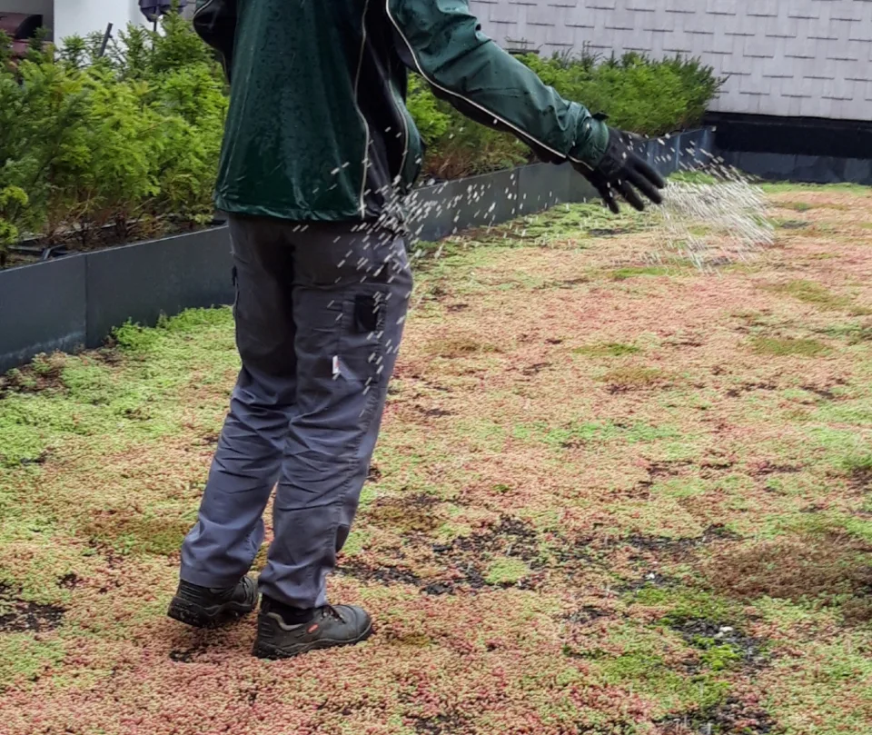 Onderhoudspakket: onderhoud voor je groendak doe-het-zelf, mooie groei bloemen groendak, mos bestrijden, onkruid verwijderen, sedummeststof, sedum mes
