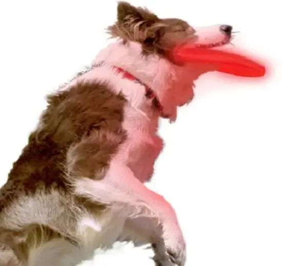 Nite Ize Nite Dawg Dog Discuit Light Vliegende Frisbee voor de hond Kleur Blauw met Rode Led verli NDD2-M1-R3
